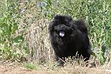 CHOW CHOW 121